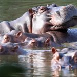 ANS Andrade hippos cover