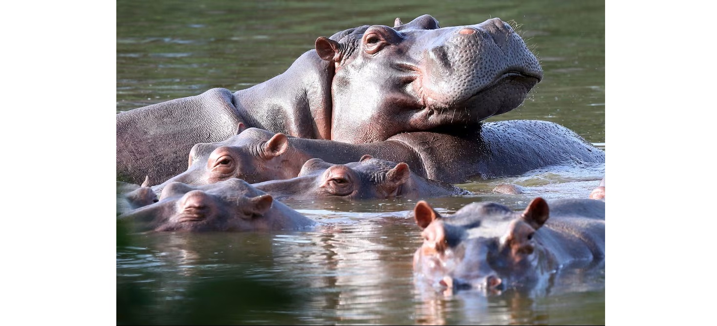 ANS Andrade hippos cover